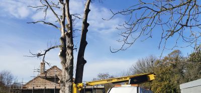 Tree felling 
